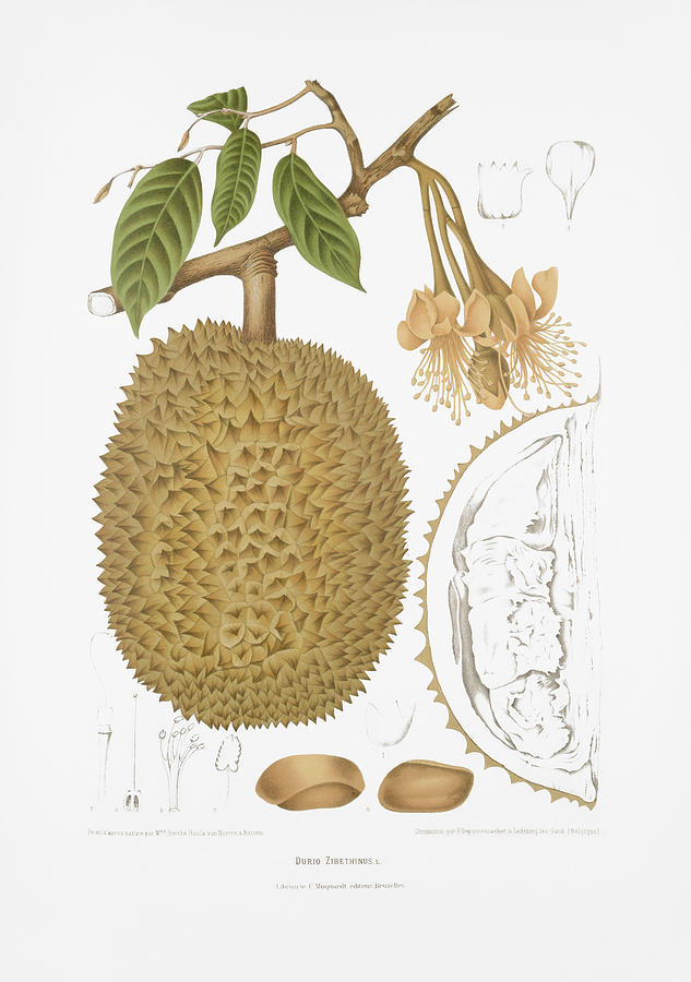 Vintage botanical illustrations - Durian Drawing by Madame Berthe Hoola van Nooten