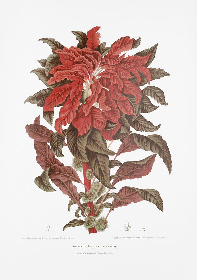 Vintage botanical illustrations Edible amaranth Drawing by Moira Risen