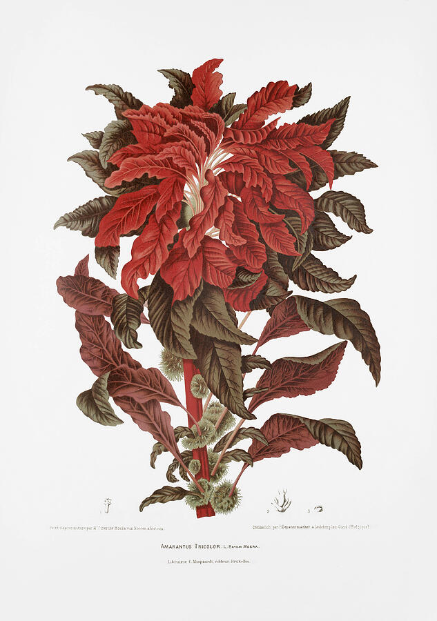 Vintage botanical illustrations - Edible amaranth Drawing by Madame Berthe Hoola van Nooten