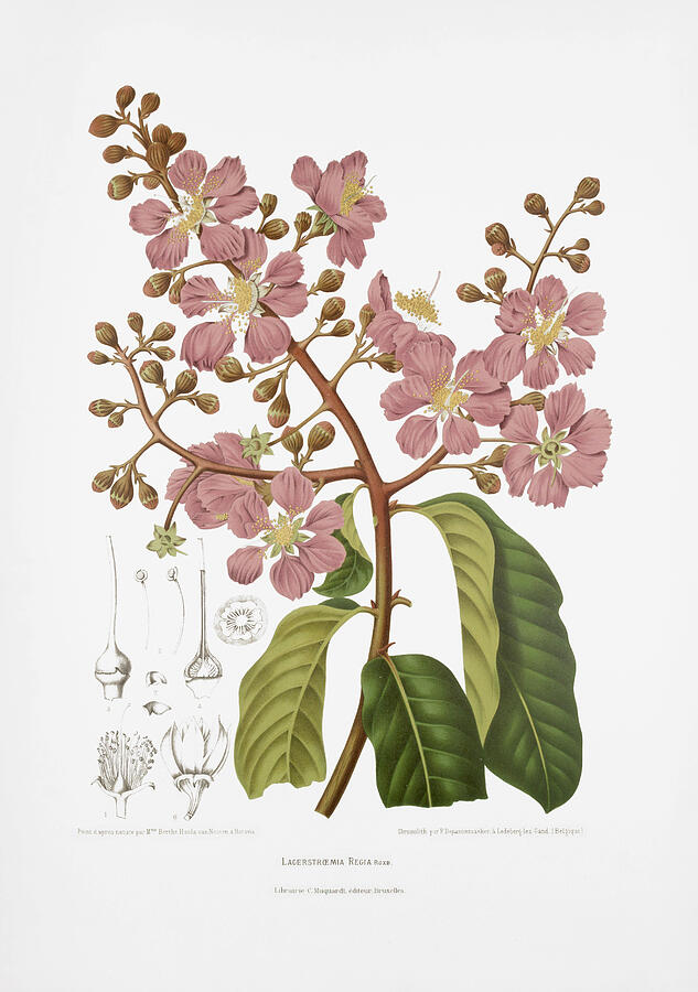 Vintage botanical illustrations - Giant crepe-myrtle tree Drawing by Madame Berthe Hoola van Nooten