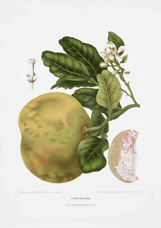 Vintage botanical illustrations - Grapefruit tree Drawing by Madame Berthe Hoola van Nooten