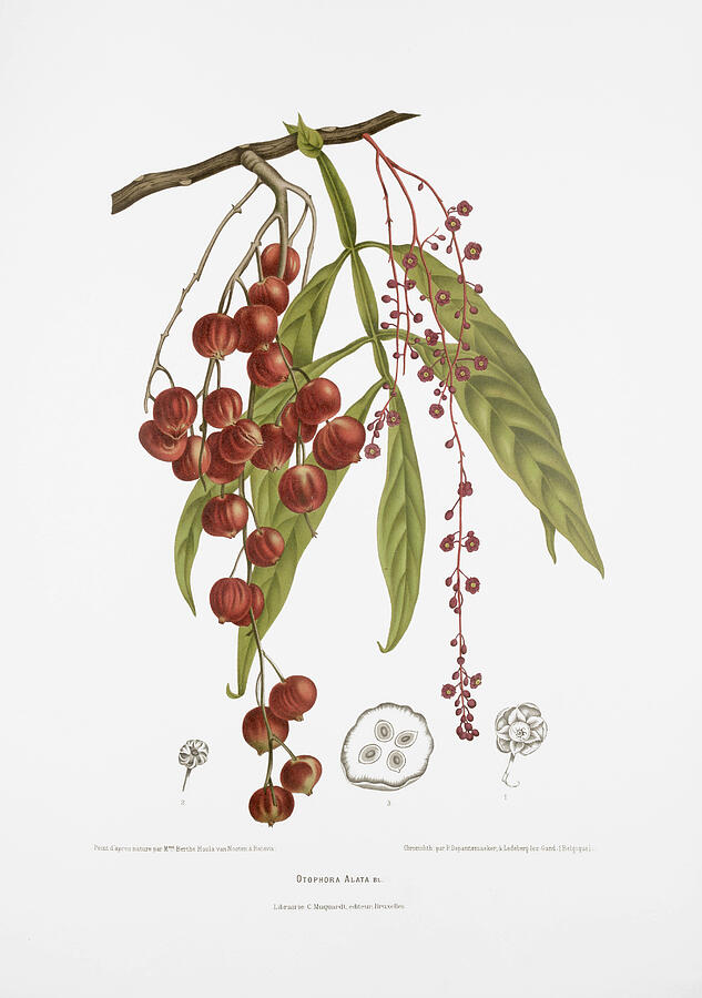 Vintage botanical illustrations - Johora tree Drawing by Madame Berthe Hoola van Nooten