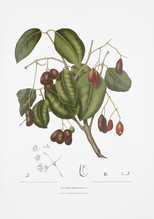 Vintage botanical illustrations - Malabar plum tree Drawing by Madame Berthe Hoola van Nooten