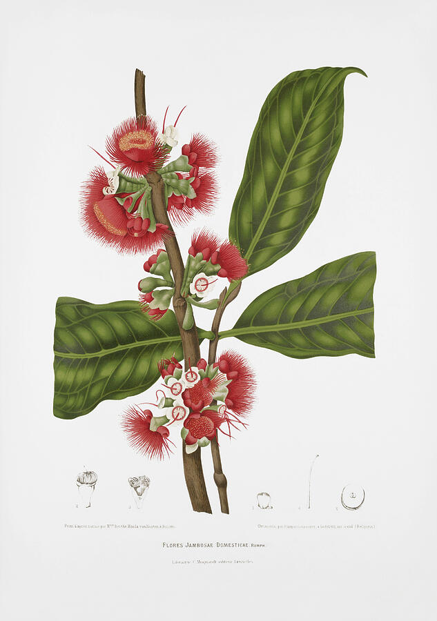 Vintage botanical illustrations - Malay rose apple flower Drawing by Madame Berthe Hoola van Nooten