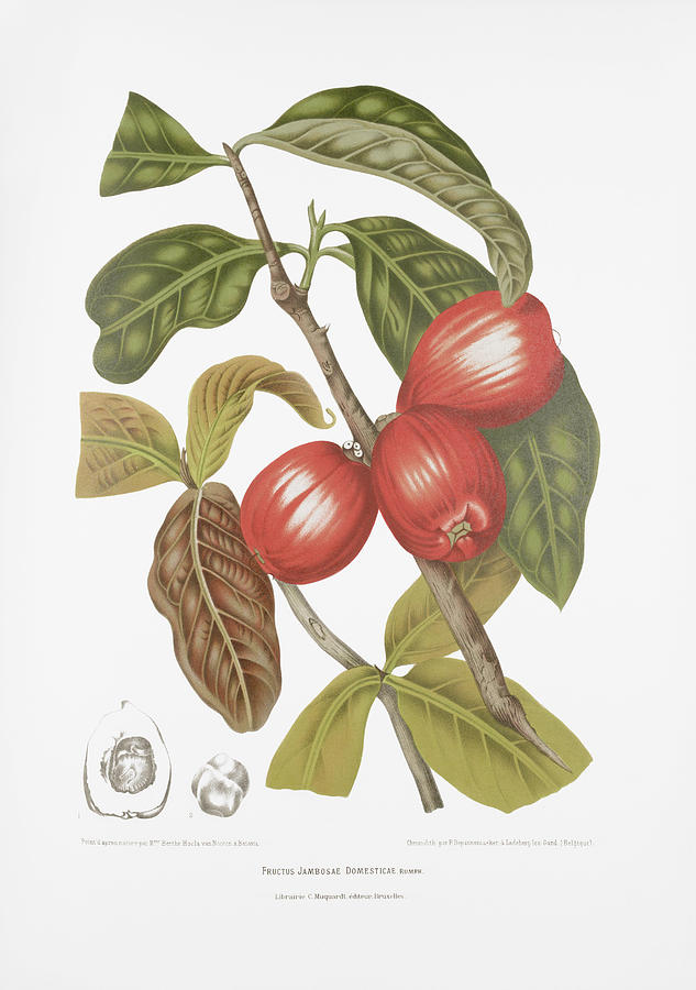 Vintage botanical illustrations - Malay rose apple fruits Drawing by Madame Berthe Hoola van Nooten
