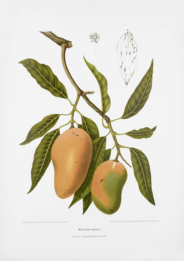Vintage botanical illustrations - Mango Drawing by Madame Berthe Hoola van Nooten