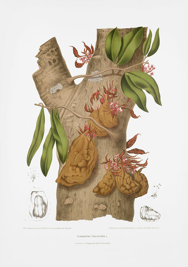 Vintage botanical illustrations - Namu-namu tree Drawing by Madame Berthe Hoola van Nooten