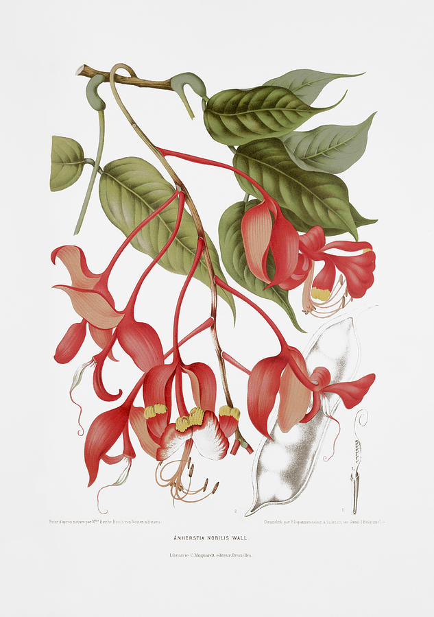 Vintage botanical illustrations - Orchid tree Drawing by Madame Berthe Hoola van Nooten