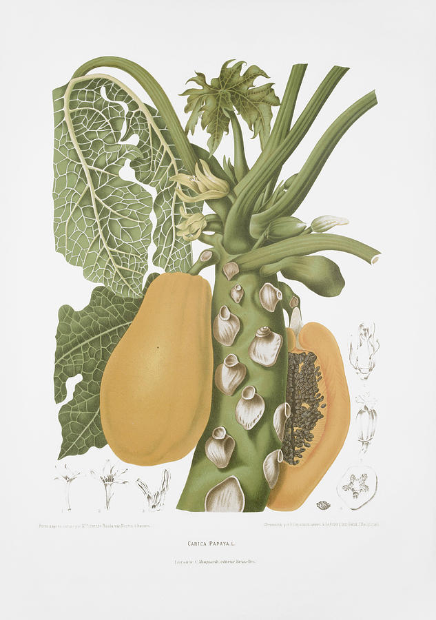 Botanical art - Papaya Drawing by Madame Berthe Hoola van Nooten