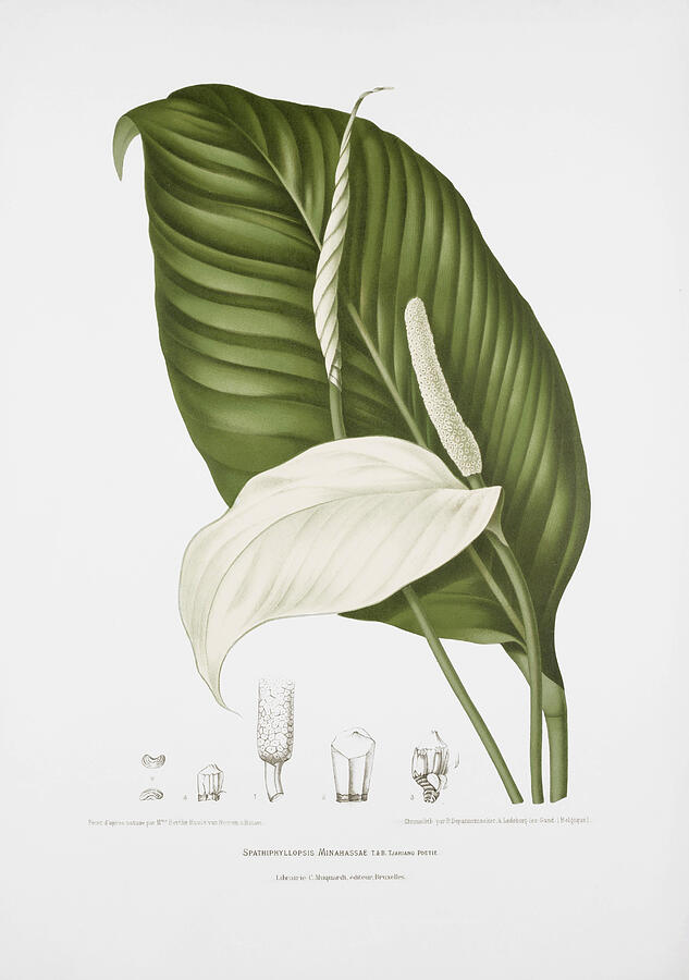 Vintage botanical illustrations - Peace lily Drawing by Madame Berthe Hoola van Nooten