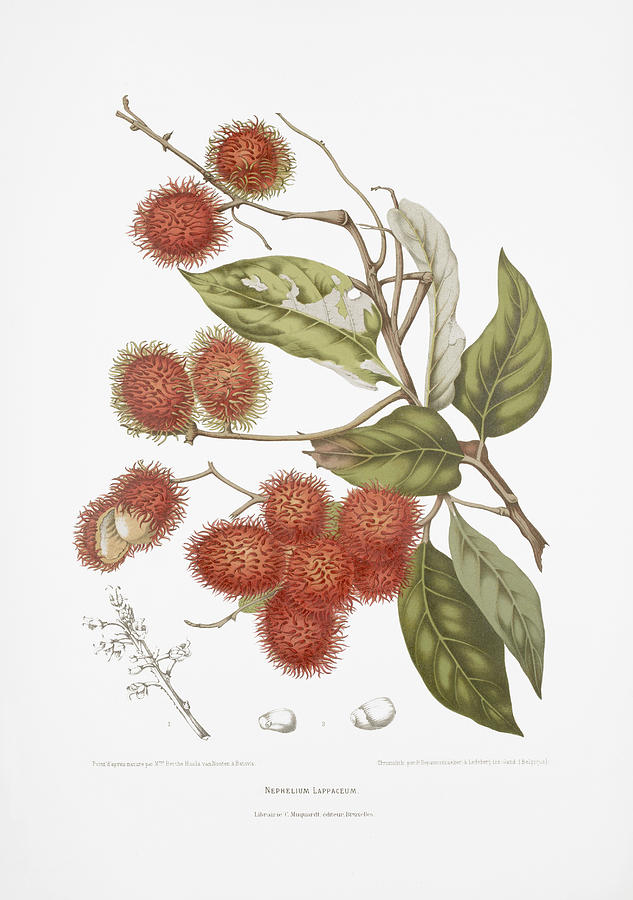 Botanical art - Rambutan tree Drawing by Madame Berthe Hoola van Nooten