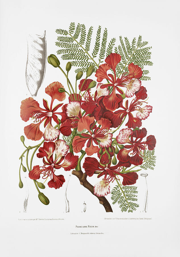 Vintage Drawing - Vintage botanical illustrations - Royal poinciana tree by Madame Berthe Hoola van Nooten