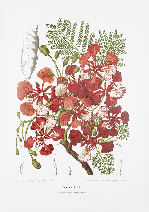 Vintage botanical illustrations - Royal poinciana tree Drawing by Madame Berthe Hoola van Nooten