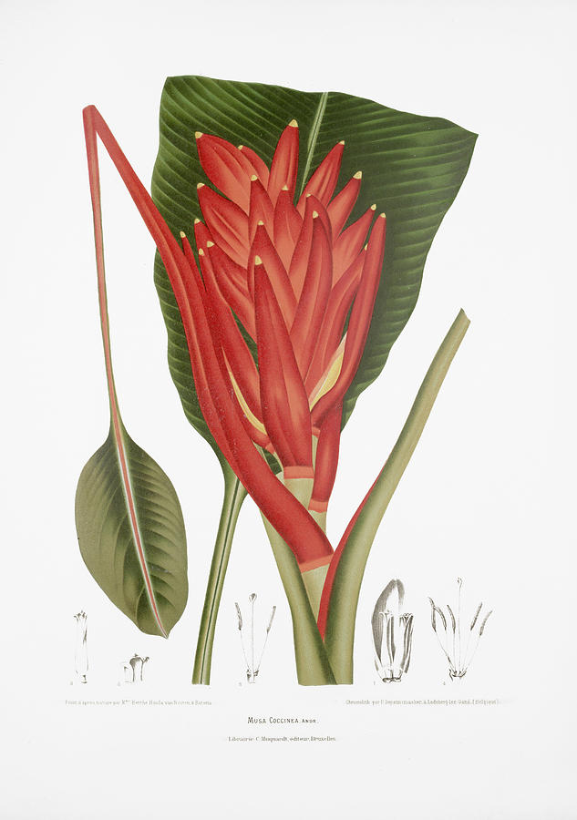 Vintage botanical illustrations - Scarlet banana Drawing by Madame Berthe Hoola van Nooten