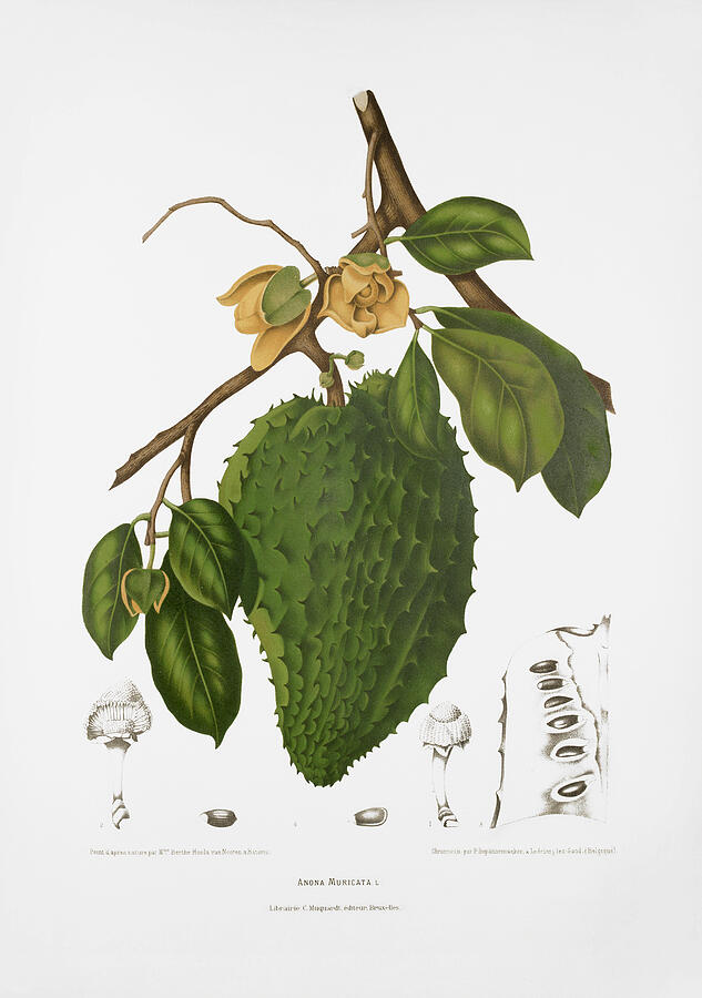 Vintage botanical illustrations - Soursop tree Drawing by Madame Berthe Hoola van Nooten