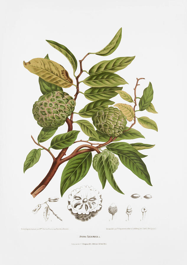 Vintage botanical illustrations - Sugar apple tree Drawing by Madame Berthe Hoola van Nooten