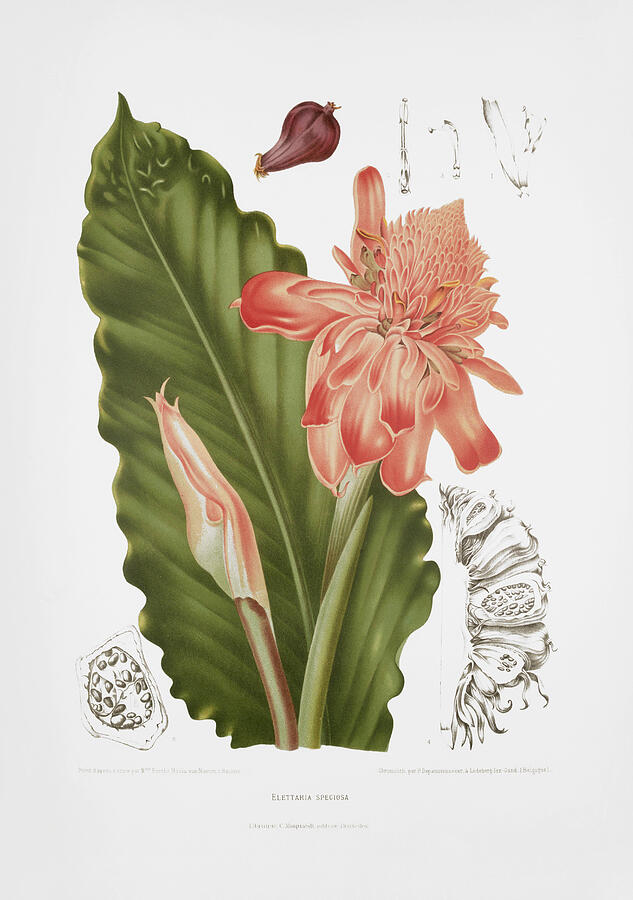 Vintage botanical illustrations - Torch ginger Drawing by Madame Berthe Hoola van Nooten