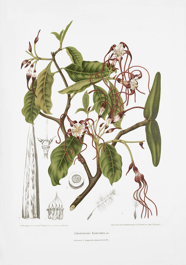 Vintage botanical illustrations - Twisted flower Drawing by Madame Berthe Hoola van Nooten