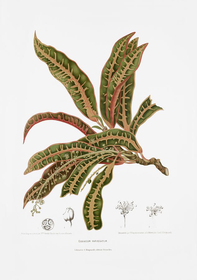 Vintage botanical illustrations - Variegated croton Drawing by Madame Berthe Hoola van Nooten