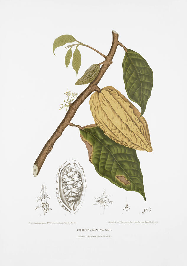Vintage botanical illustrations - White cacao/cocoa tree Drawing by Madame Berthe Hoola van Nooten