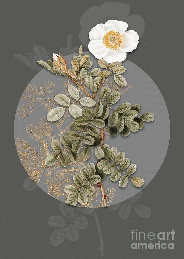 Vintage Botanical Macartney Rose on Circle Gray on Gray Painting by Holy Rock Design