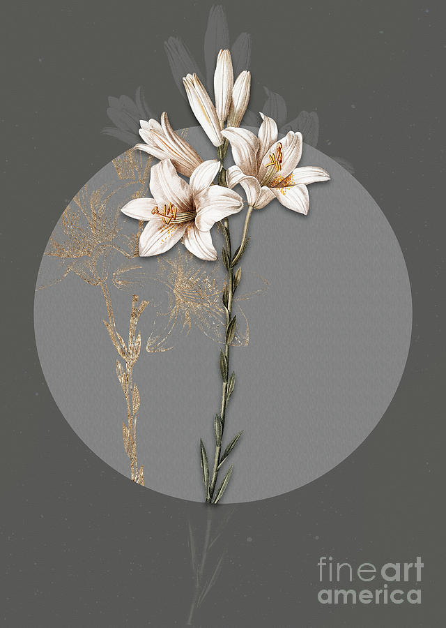 Vintage Botanical Madonna Lily on Circle Gray on Gray Painting by Holy Rock Design