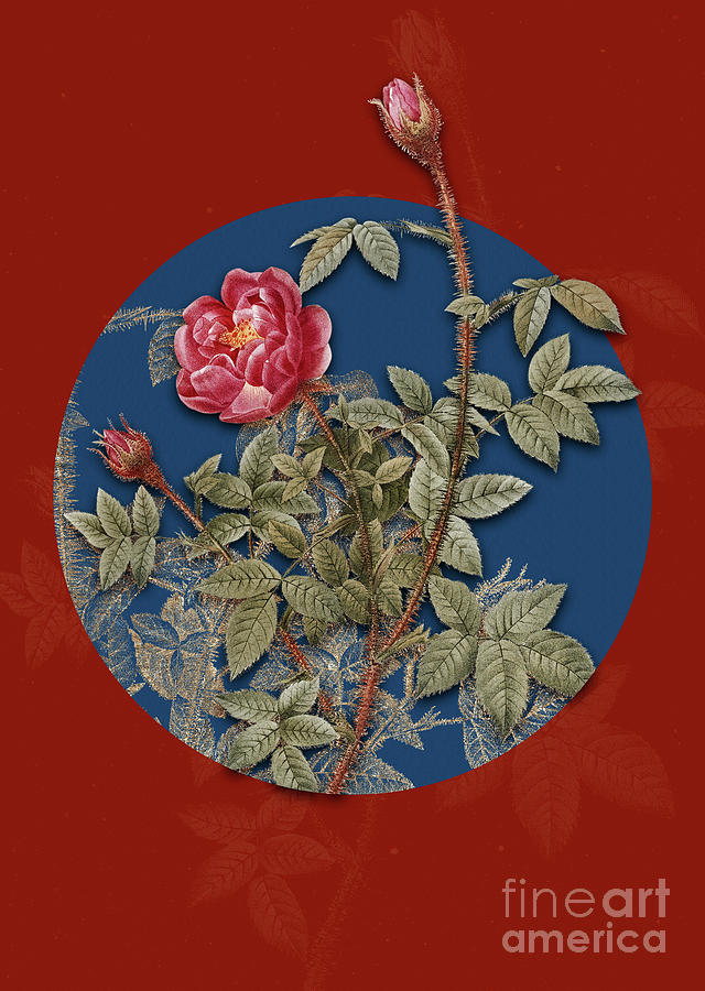 Vintage Botanical Moss Rose on Circle Blue on Red Painting by Holy Rock Design