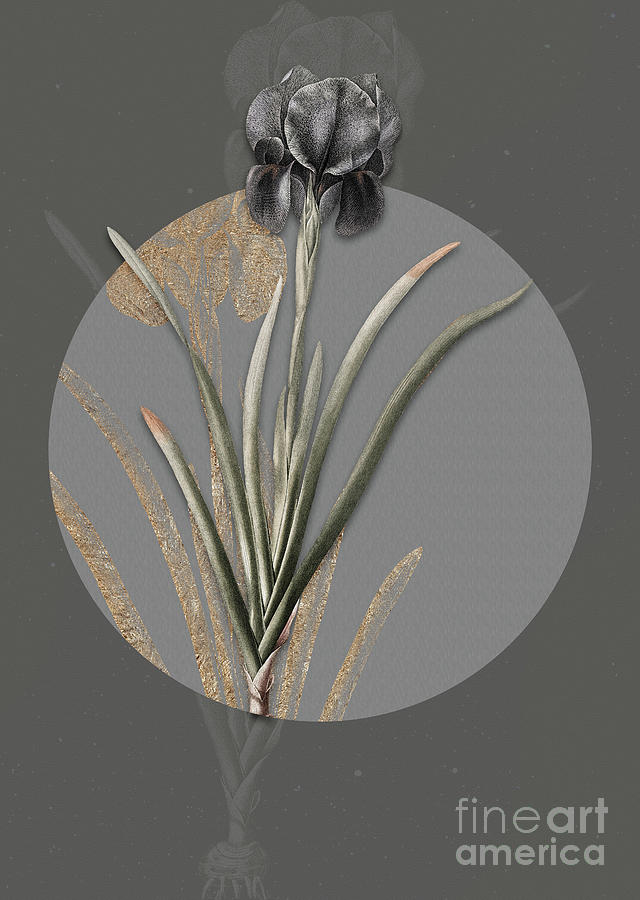 Vintage Botanical Mourning Iris on Circle Gray on Gray Painting by Holy Rock Design