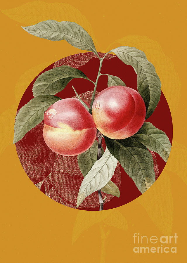 Vintage Botanical Peach on Circle Red on Yellow Painting by Holy Rock Design