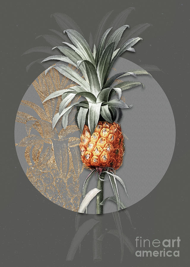Vintage Botanical Pineapple on Circle Gray on Gray Painting by Holy Rock Design
