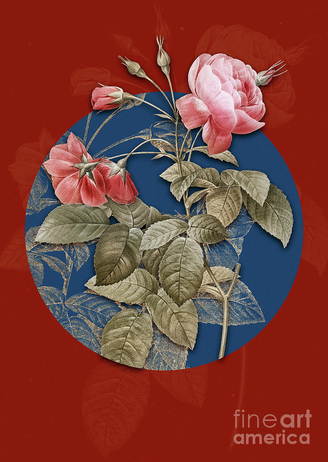 Vintage Botanical Pink Boursault Rose on Circle Blue on Red Painting by Holy Rock Design