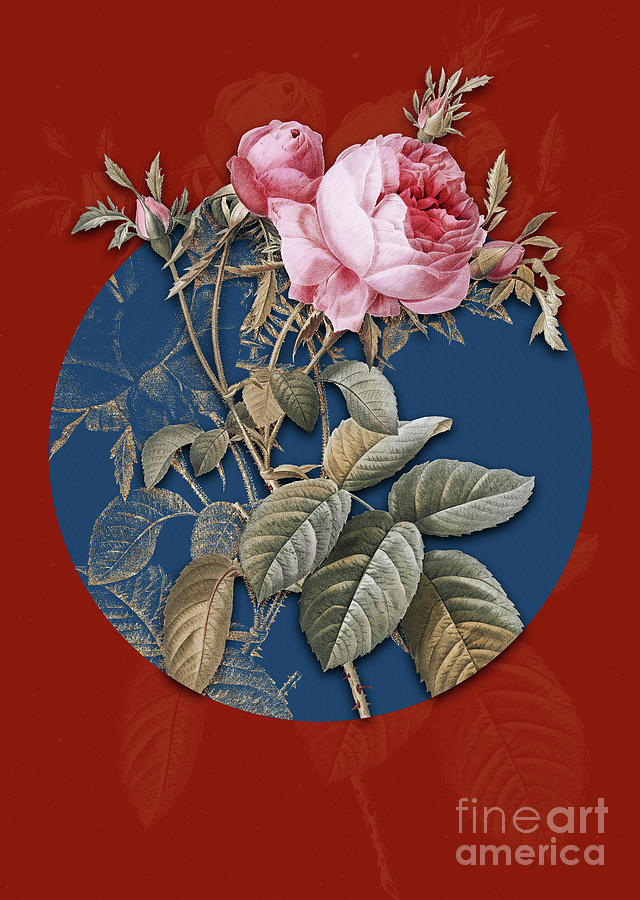 Vintage Botanical Pink Cabbage Rose de Mai on Circle Blue on Red Painting by Holy Rock Design