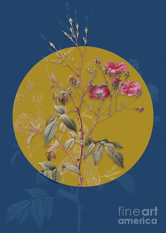 Vintage Botanical Pink Noisette Roses on Circle Yellow on Blue Painting by Holy Rock Design