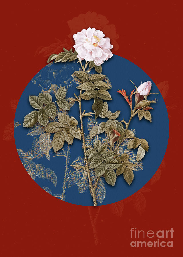 Vintage Botanical Pink Rosebush on Circle Blue on Red Mixed Media by Holy Rock Design