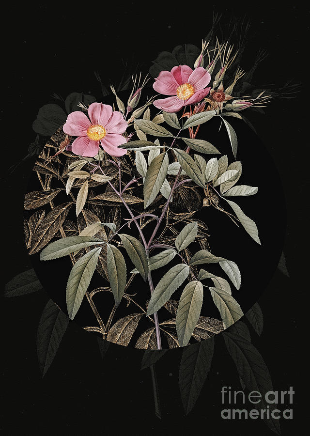Vintage Botanical Pink Swamp Roses on Circle Black on Black Painting by Holy Rock Design