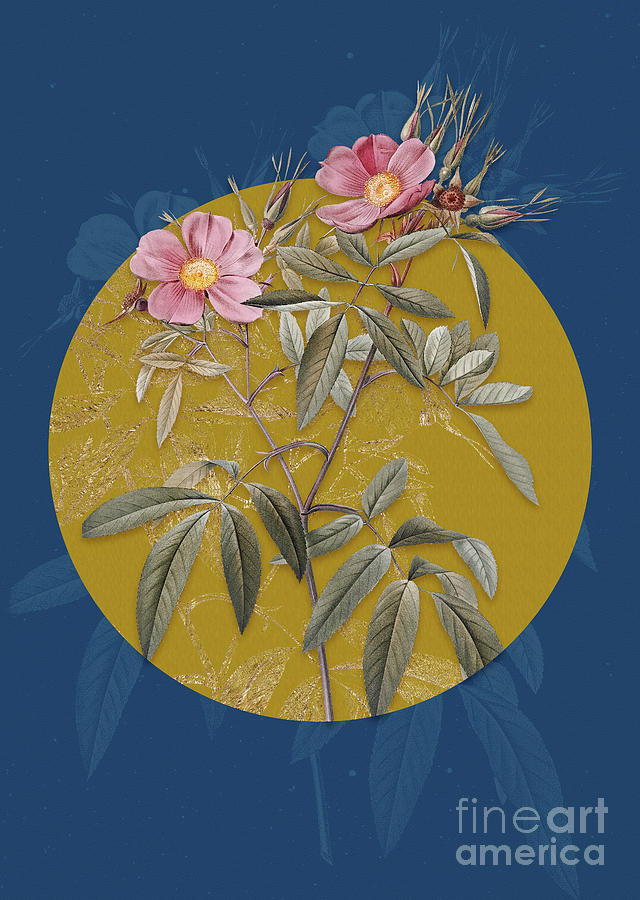 Vintage Botanical Pink Swamp Roses on Circle Yellow on Blue Painting by Holy Rock Design