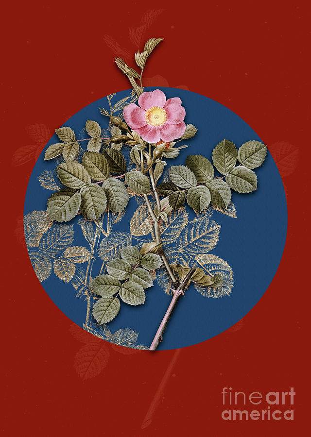 Vintage Botanical Pink Sweetbriar Rose on Circle Blue on Red Painting by Holy Rock Design