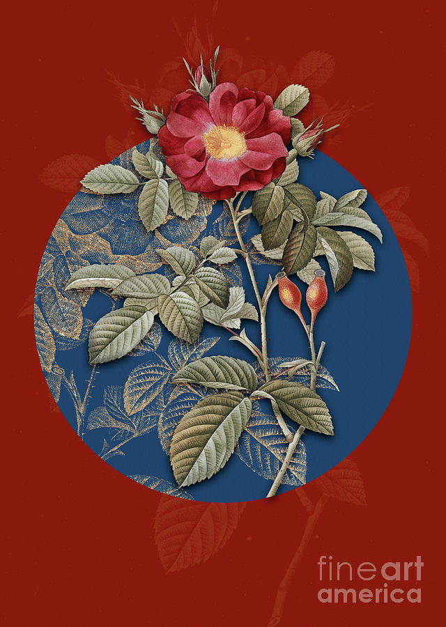 Vintage Botanical Red Portland Rose on Circle Blue on Red Mixed Media by Holy Rock Design