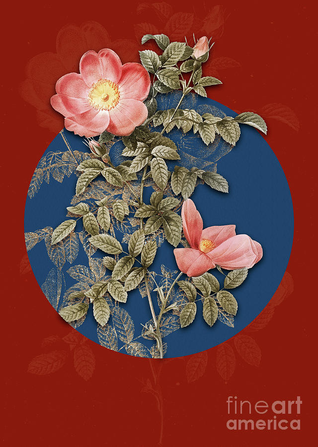 Vintage Botanical Red Sweetbriar Rose on Circle Blue on Red Painting by Holy Rock Design