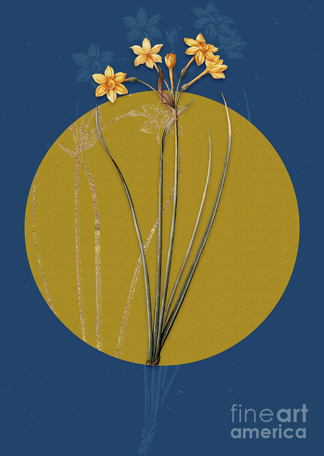Vintage Botanical Rush Daffodil on Circle Yellow on Blue Painting by Holy Rock Design