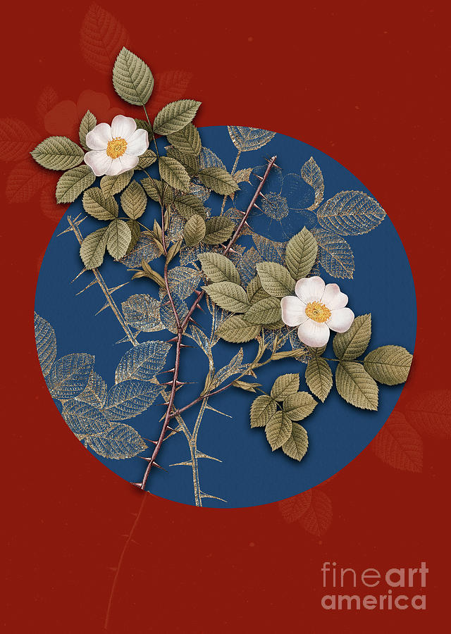 Vintage Painting - Vintage Botanical Spiny Leaved Rose of Dematra on Circle Blue on Red by Holy Rock Design