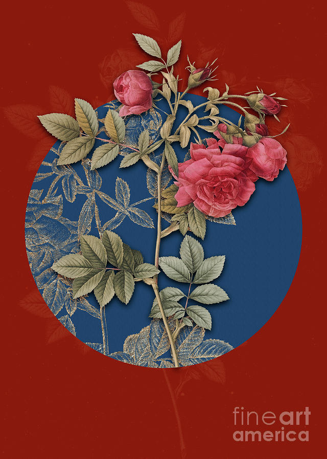 Vintage Botanical Turnip Roses on Circle Blue on Red Painting by Holy Rock Design