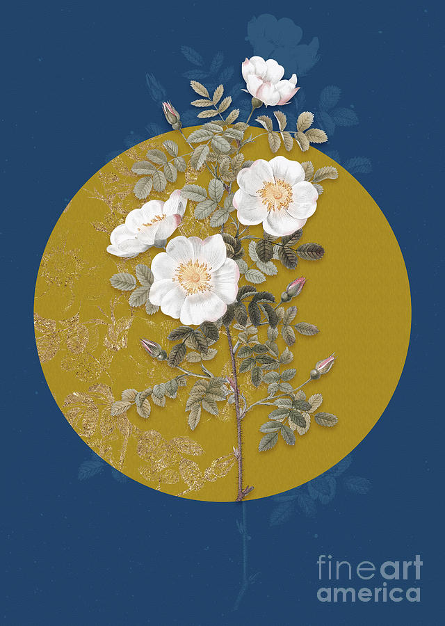 Vintage Botanical White Burnet Roses on Circle Yellow on Blue Painting by Holy Rock Design