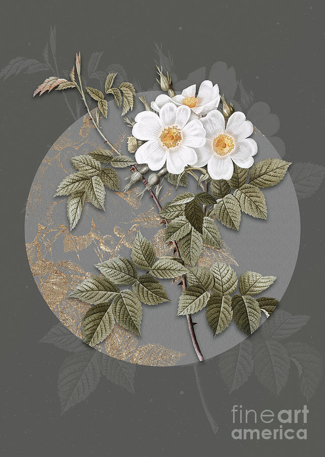 Vintage Botanical White Rosebush on Circle Gray on Gray Painting by Holy Rock Design