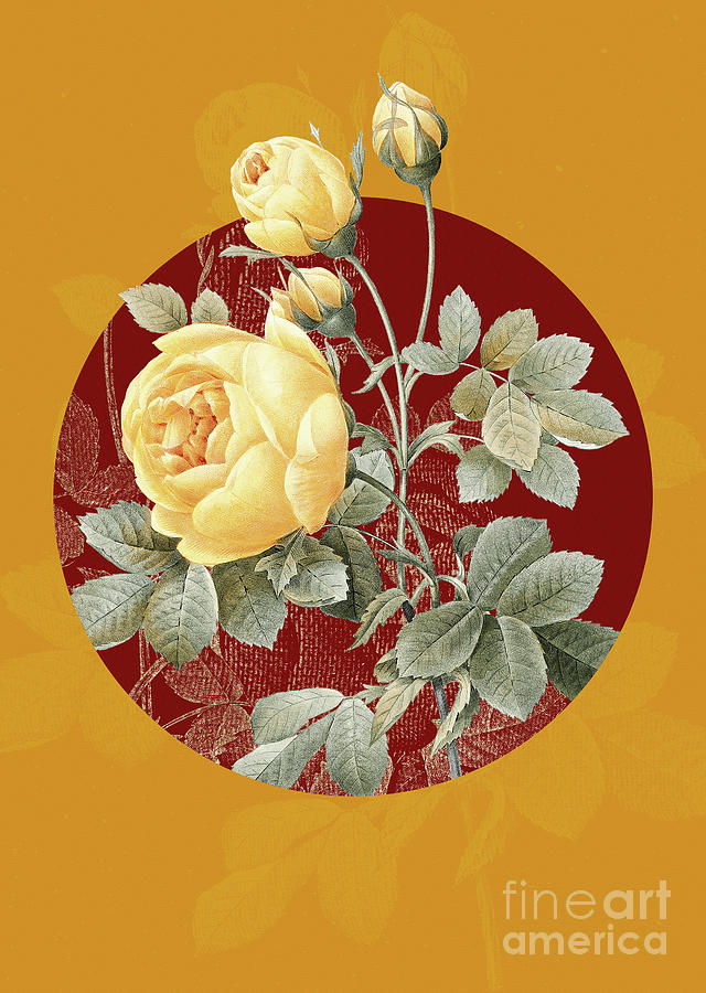 Vintage Botanical Yellow Rose on Circle Red on Yellow Mixed Media by Holy Rock Design