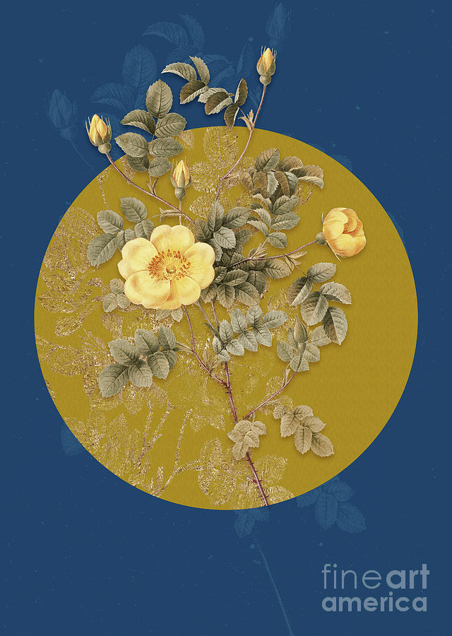 Vintage Botanical Yellow Sweetbriar Rose on Circle Yellow on Blue Painting by Holy Rock Design
