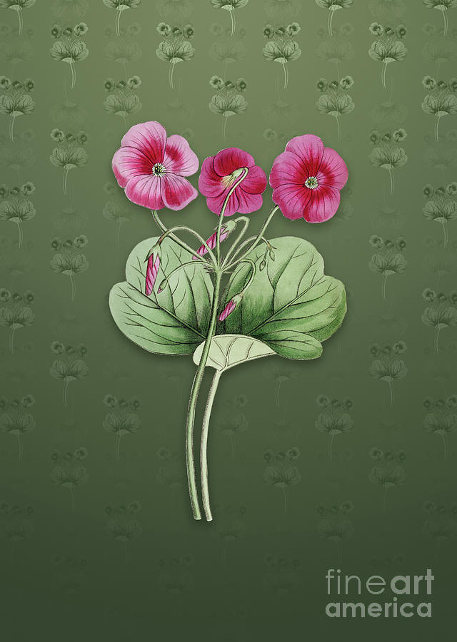 Vintage Bowies Oxalis Botanical Art on Lunar Green Pattern n.1013 Mixed Media by Holy Rock Design