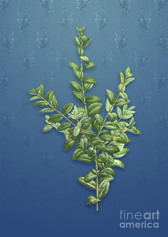 Vintage Boxwood Bush Botanical Art on Bahama Blue Pattern n.0803 Mixed ...