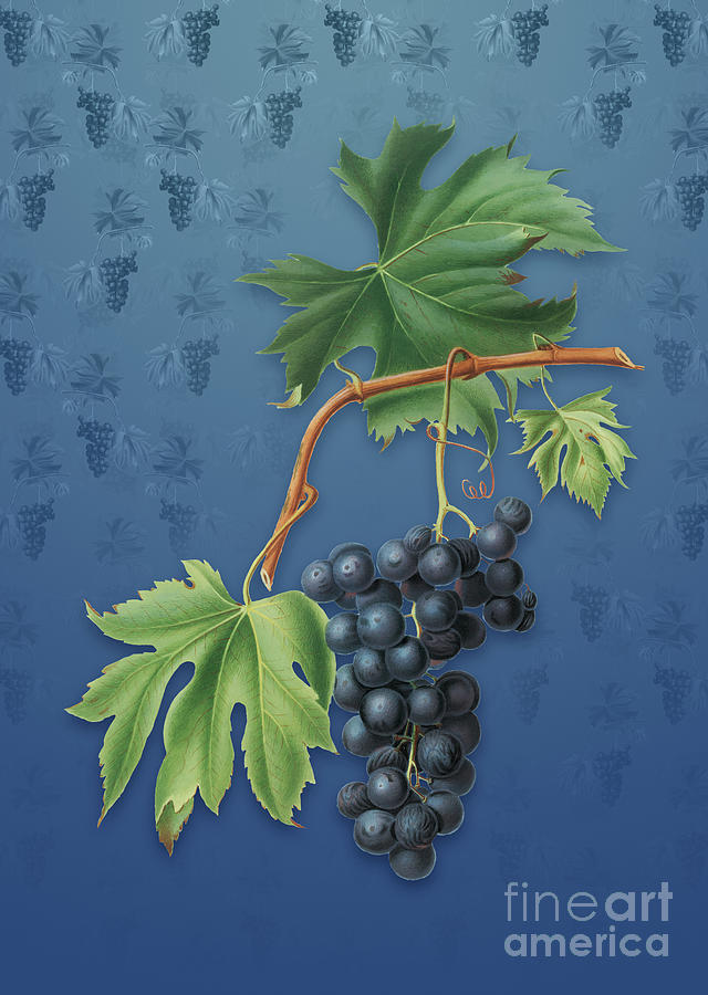 Vintage Brachetto Grape Botanical Art on Bahama Blue Pattern n.1349 Mixed Media by Holy Rock Design