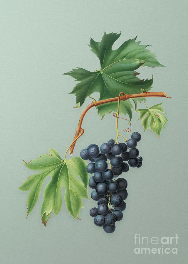 Vintage Brachetto Grape Botanical Art on Mint Green n.0146 Mixed Media by Holy Rock Design